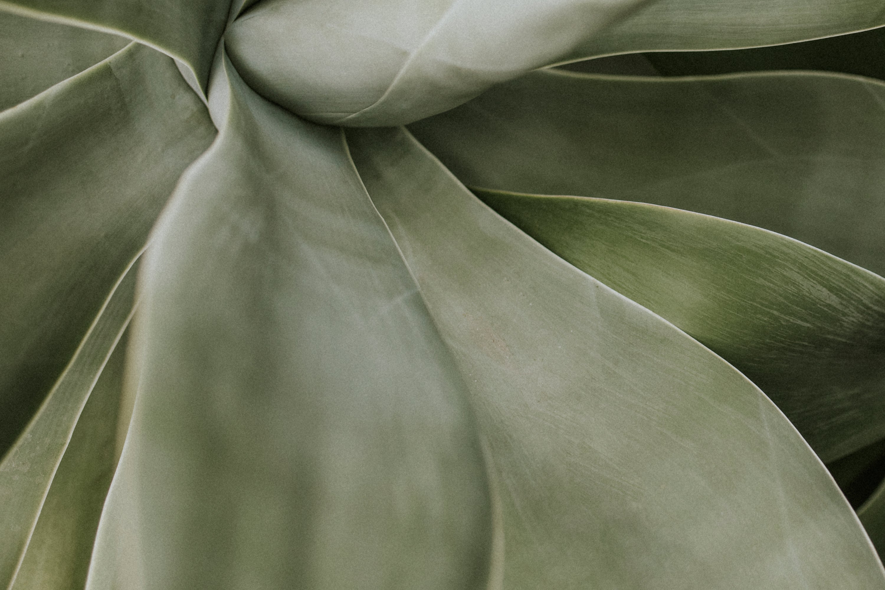 succulent-plant-background-wallpaper-aesthetic-nature-dark-image.jpg